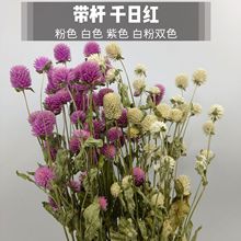 千日红干花千日红粉白色真花diy材料包香薰滴胶花材花束家居装饰