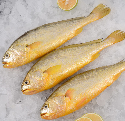 舟山小黄花鱼新鲜冷冻 海鲜水产鲜活海鱼生鲜东海野生黄花鱼