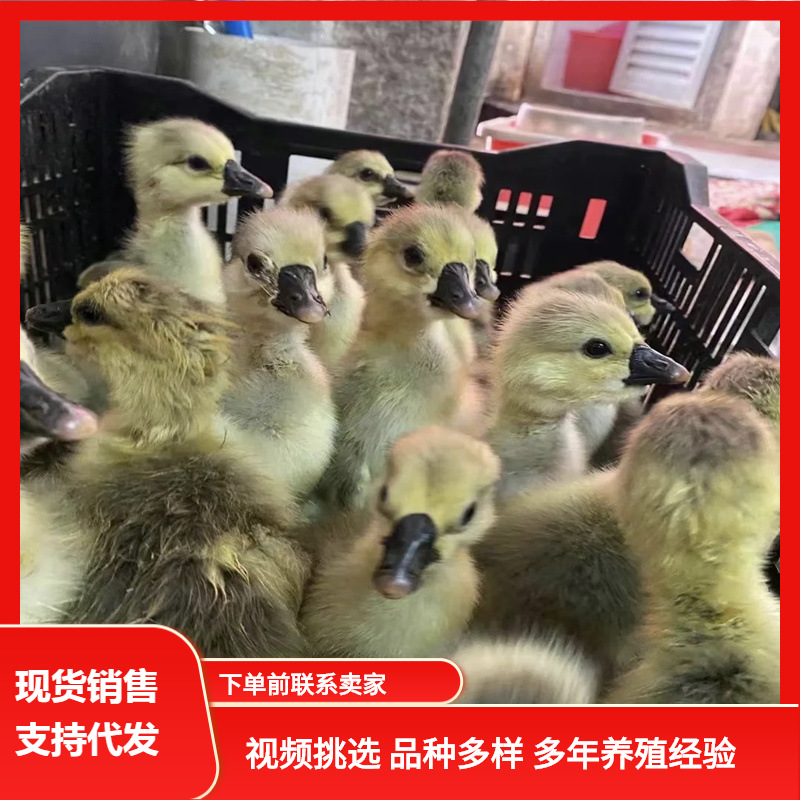 批发鹅苗大品种杂交白灰狮头鹅苗 皖普杂交鹅苗 皖西鹅活体苗