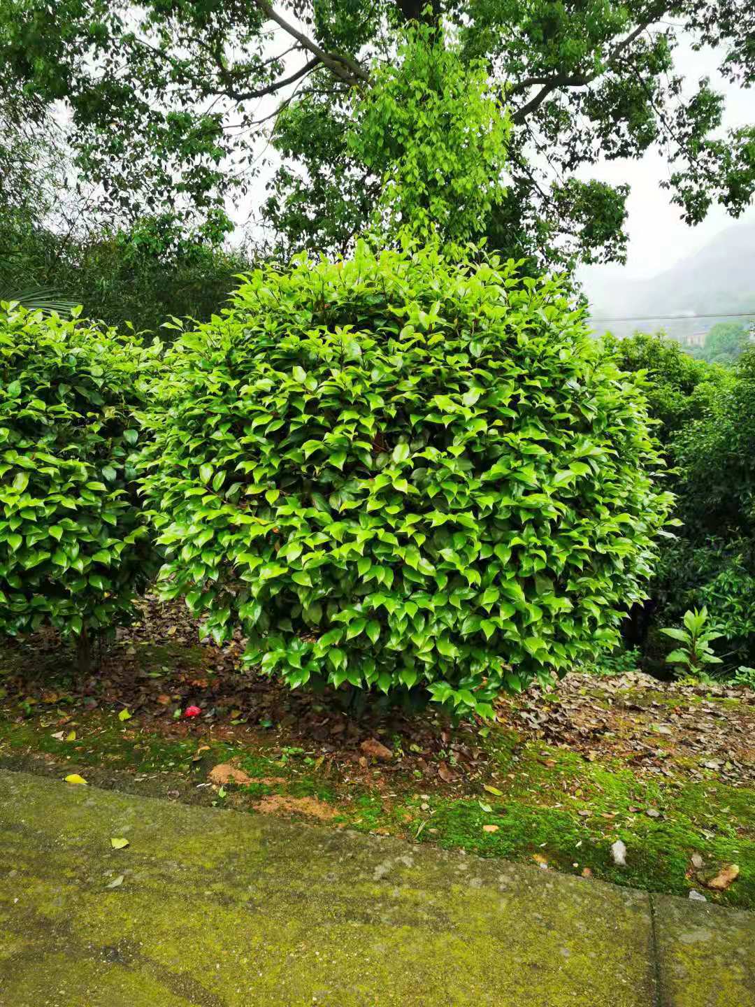 自家苗圃常年供应茶花球规格齐全成活率高庭院别墅学校绿化种植