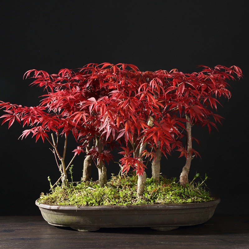 日式红枫盆景带盆栽好老桩型四季红叶盆栽 黄金枫树盆景好养殖