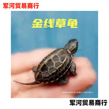 金线草龟活体宠物长寿乌龟外塘冷水中华草龟观赏小墨龟黑腹深水龟