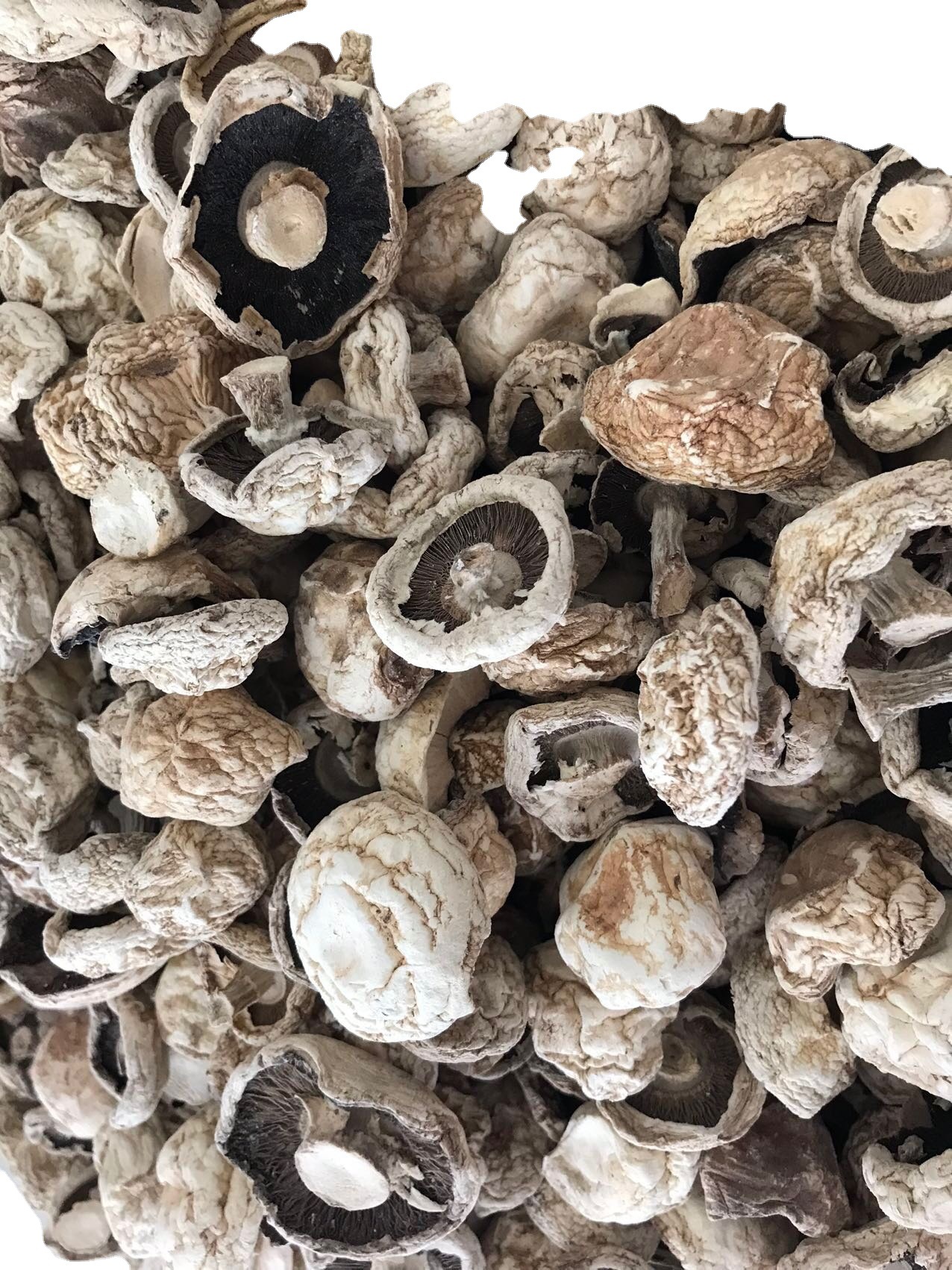 新疆巴音布鲁克草原野生蘑菇 野山菌 草菇干货250克55元包邮