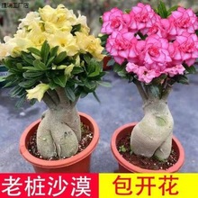 沙漠玫瑰盆栽重瓣免邮绿植花卉四季开花植物花苗办公室内耐旱好养