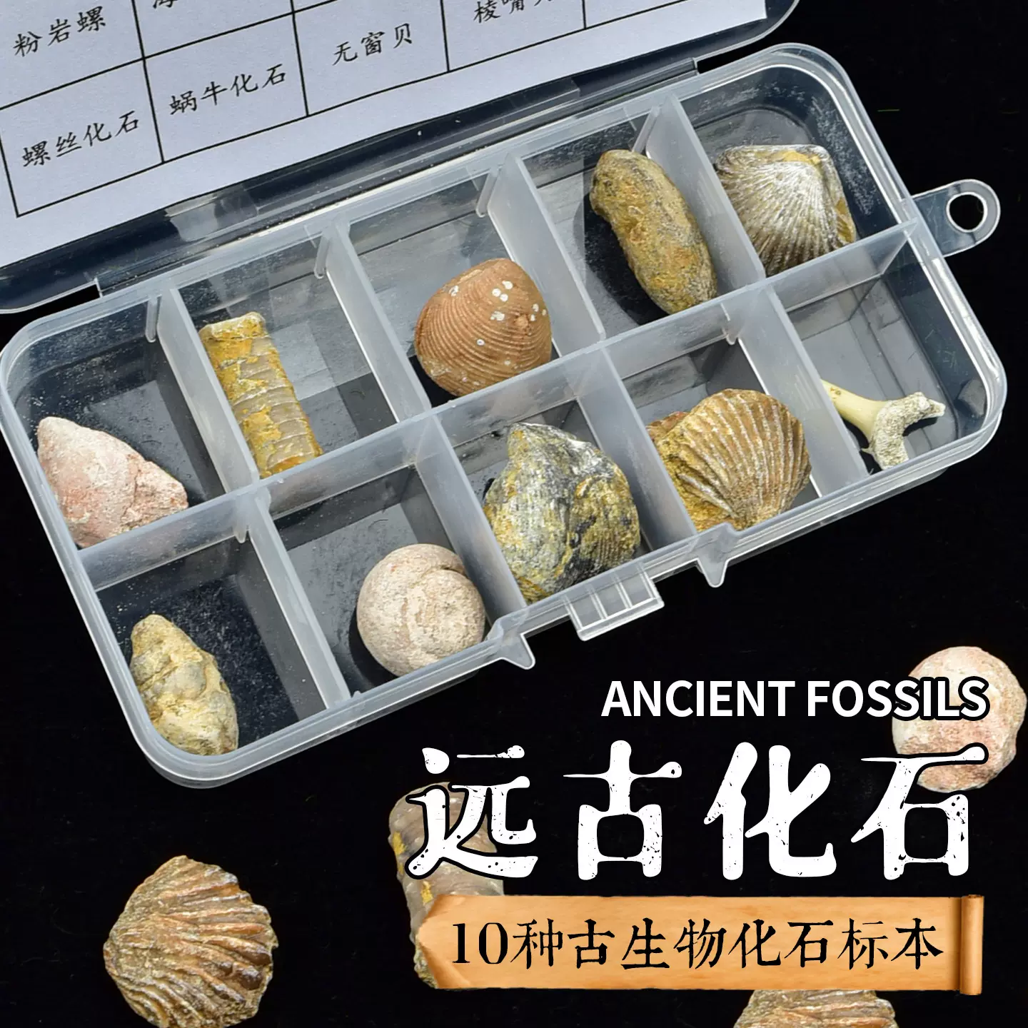 10种天然化石标本盒恐龙挖掘鼠鲨牙斑彩螺珊瑚柯巴树脂考古玩具淘
