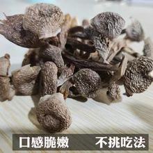 鹿茸菇鹿茸菇干货鹿茸菌干香菇干货土特产无添加产地直销批发