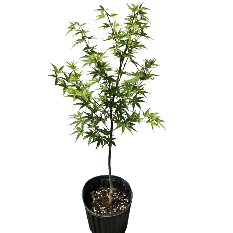 枫树 红 茜空 彩叶红枫 黄金枫 庭院树盆栽丛生大苗 鸡爪槭主树