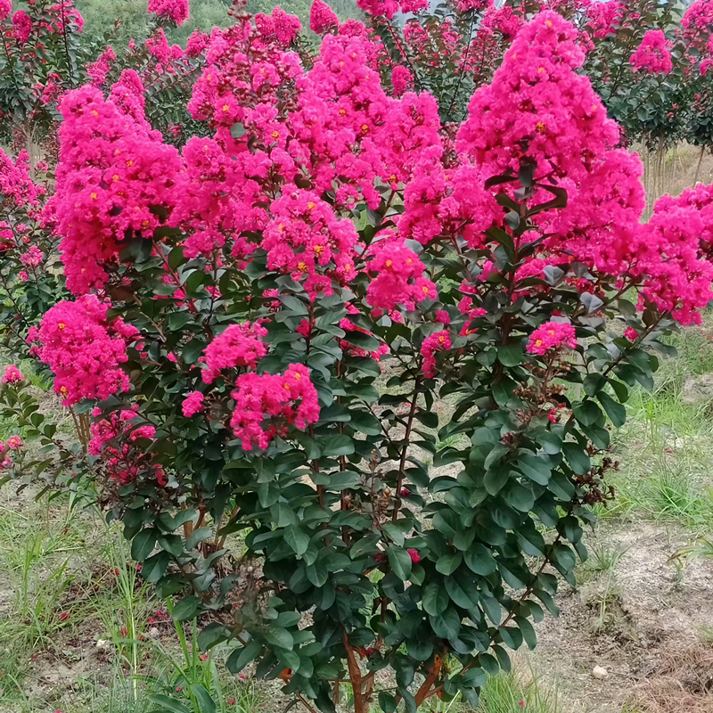 百日红紫薇树苗丛生庭院种植大型紫薇美国红火箭绿化风景树苗耐寒