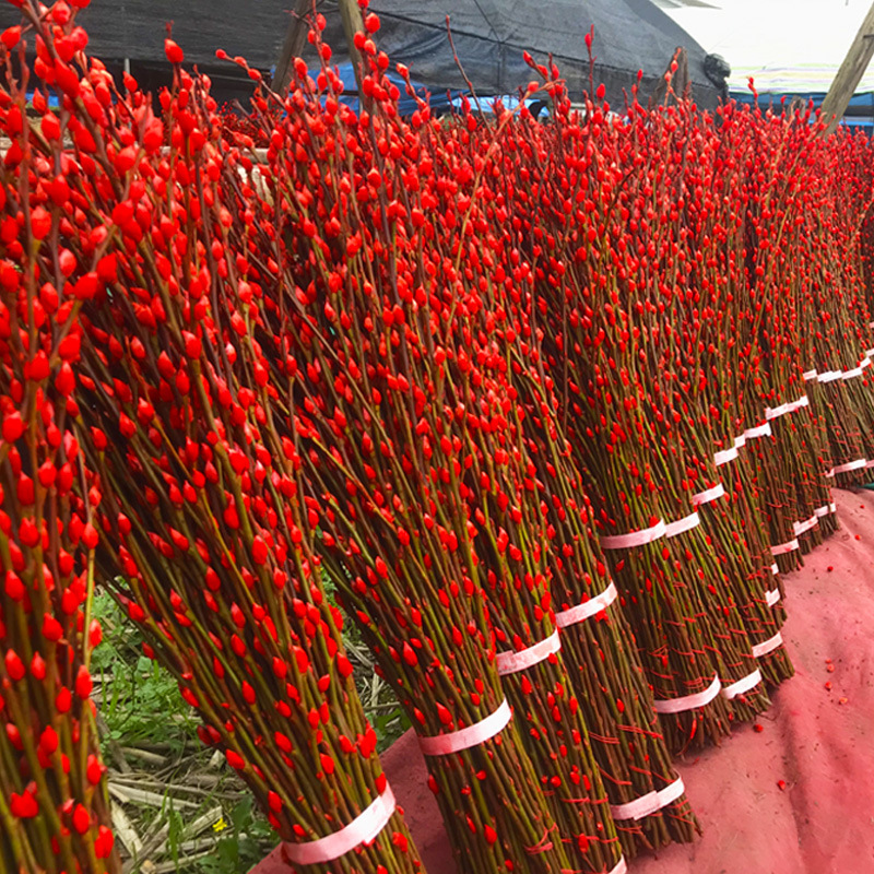 银柳真花银柳干花鲜枝福桶红色年宵花鲜花云南市场批发100支包邮