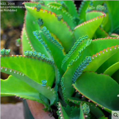 多肉植物 蕾丝公主 宽叶不死鸟 大叶落地生根 大叶不死鸟迷你盆栽