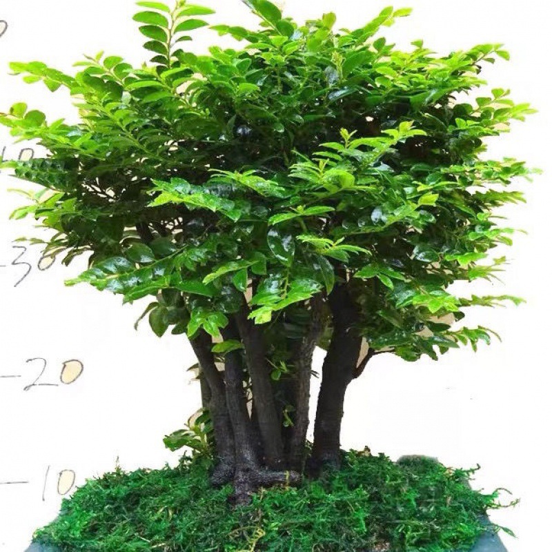 小叶紫檀盆景植物室内四季常青树苗花卉老桩老根木本绿植盆栽