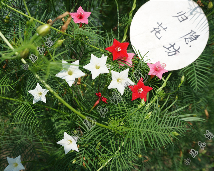 爬藤五角星花种子 鸟罗种子 羽叶茑萝 圆叶茑萝 鱼花茑萝爬藤植物