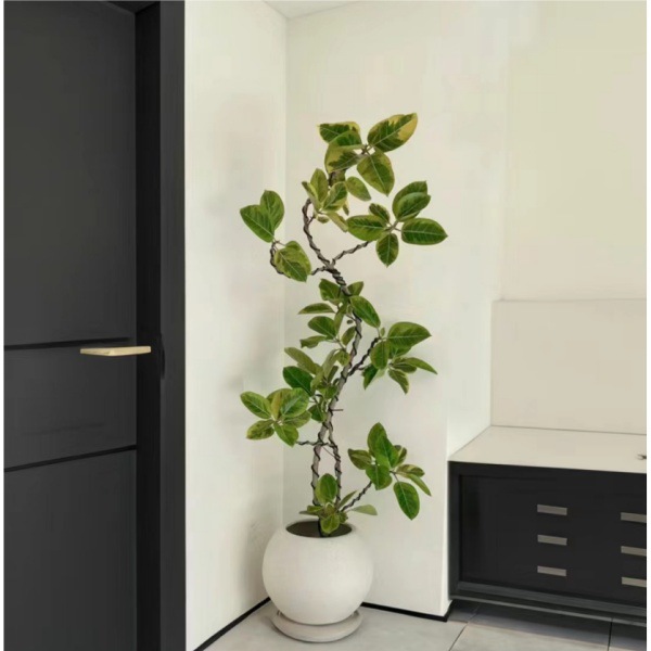 【基地直发】造型黄金榕网红绿植黄心榕球存活富贵榕花叶榕办公室