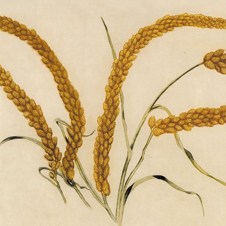 郎世宁瑞谷图客厅装饰卷轴画吉祥字画五谷丰登餐厅酒楼农家乐挂画