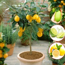 四季香水柠檬苗树盆栽阳台室内植物开花卉种植结果南北方果树苗