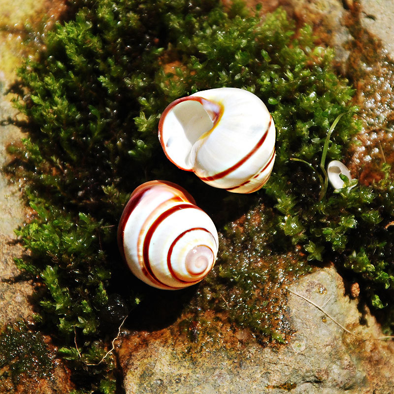 海边像蜗牛的螺的图片图片