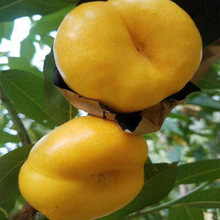 油蟠桃口味好产量高 油潘桃7桃树苗 南北方种植规格齐全