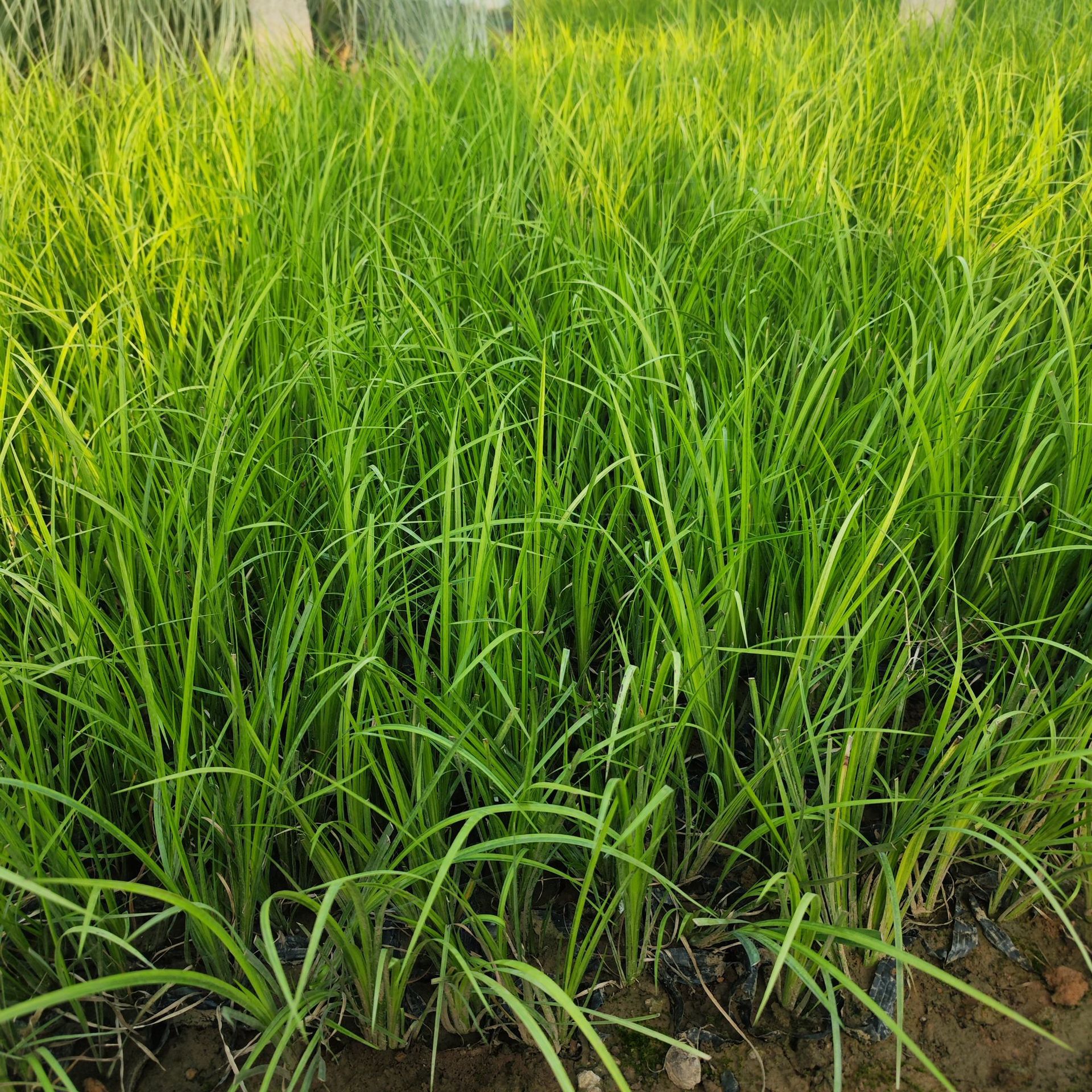 金边麦冬草金叶石菖蒲苔蓝羊茅矮蒲苇细芒玉簪多年生草花境植物