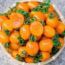 圣女果番茄新鲜蔬菜樱桃黄色小番茄西红柿当季水果包邮休闲食品厂