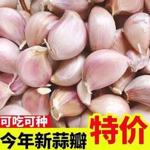 干大蒜头紫皮种子批发出蒜台蒜苗农土种子红根红皮川蒜一件代发