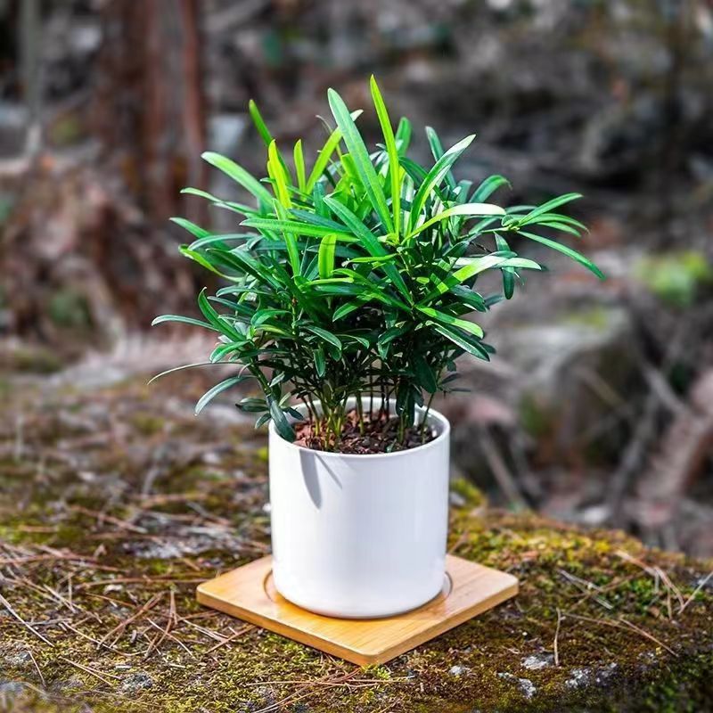 罗汉松盆栽绿植小叶雀舌罗汉松水培植物桌面室内耐阴四季常青花苗