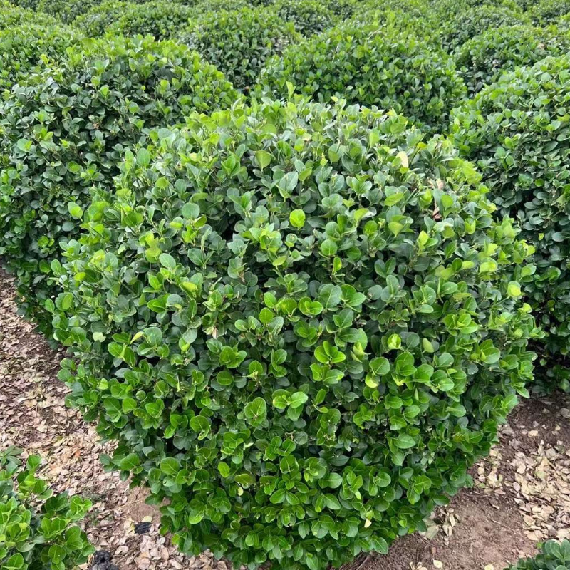 基地直销冬青球大叶黄杨球小叶黄杨毛球长青植物园林绿篱色块工程