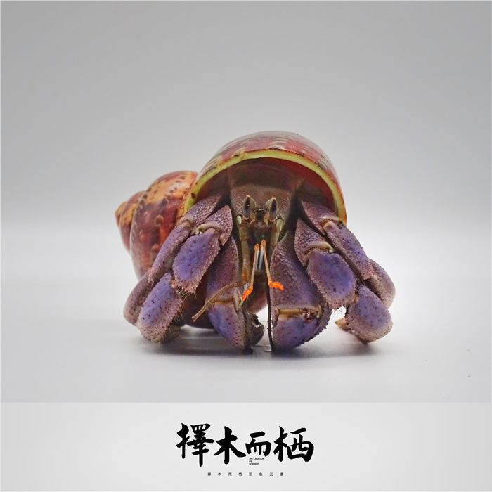 淡紫陆lila里拉寄居蟹草莓灰白短腕深紫西伯利斯宠物活螃蟹观赏蟹