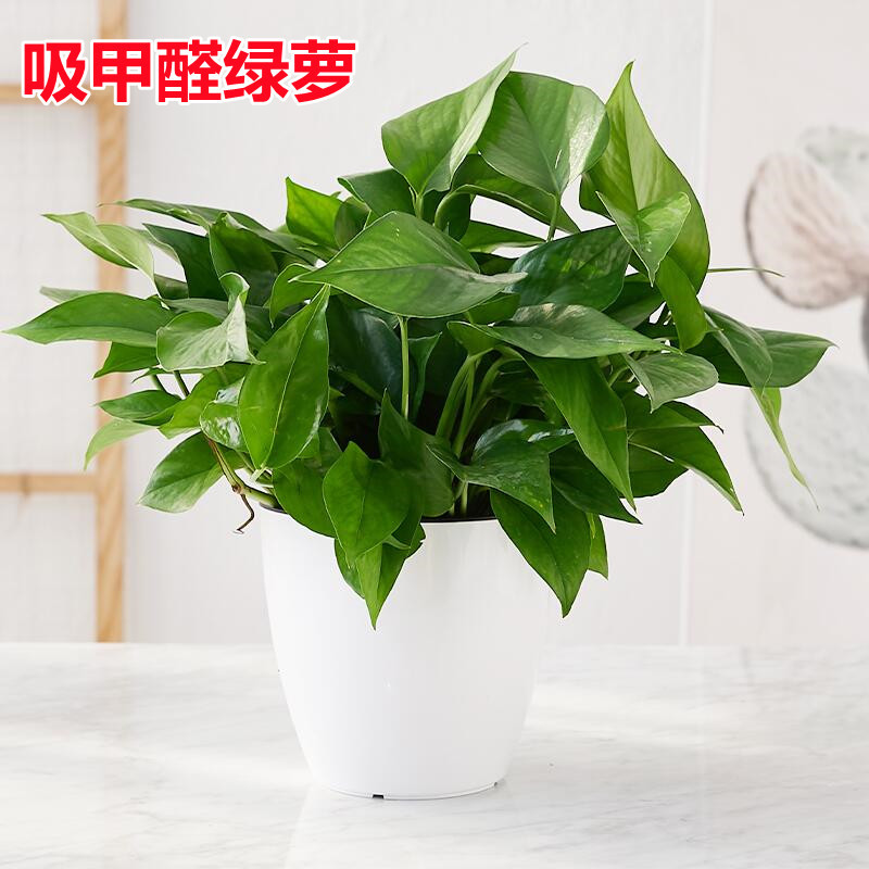 吸甲醛植物绿萝盆栽自动吸水花盆客厅水培花卉绿箩办公室去味绿植