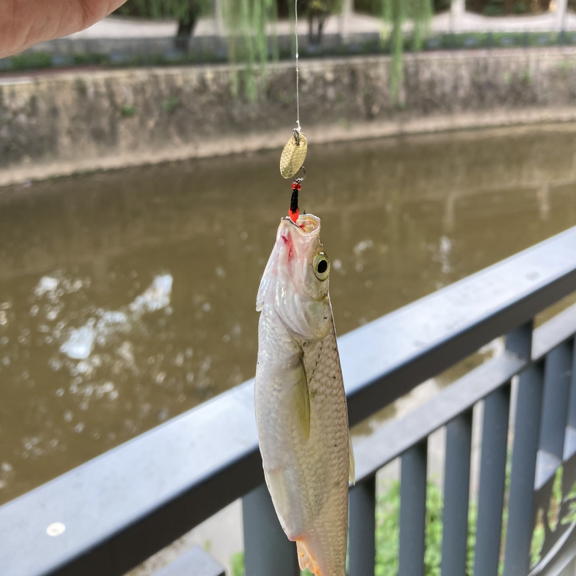 绑好瓜子亮片线组飞蝇钩5付套装 钓马口白条翘嘴假鱼饵亮片现货