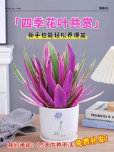 紫露兰水培绿植物吊兰小盆栽室内办公室桌面花卉油画婚礼四季好养