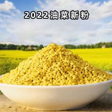 2022新鲜油菜花粉天然蜂花粉高品质活性未破壁蜂花粉批发食用