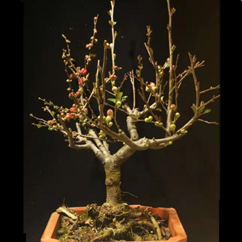 原生日本长寿冠海棠花盆栽提根盆景树桩植物室内四季客厅花卉重瓣