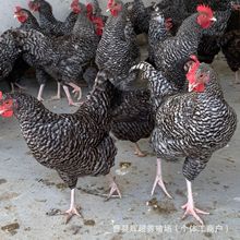 散养优质高产土鸡芦花鸡活体脱温芦花鸡苗成年青年芦花鸡种蛋价格