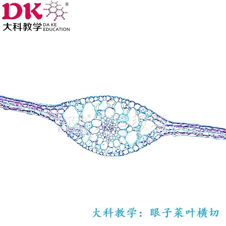 高教植物学生物显微玻片 光学显微镜配件实验室耗材 眼子菜叶横切