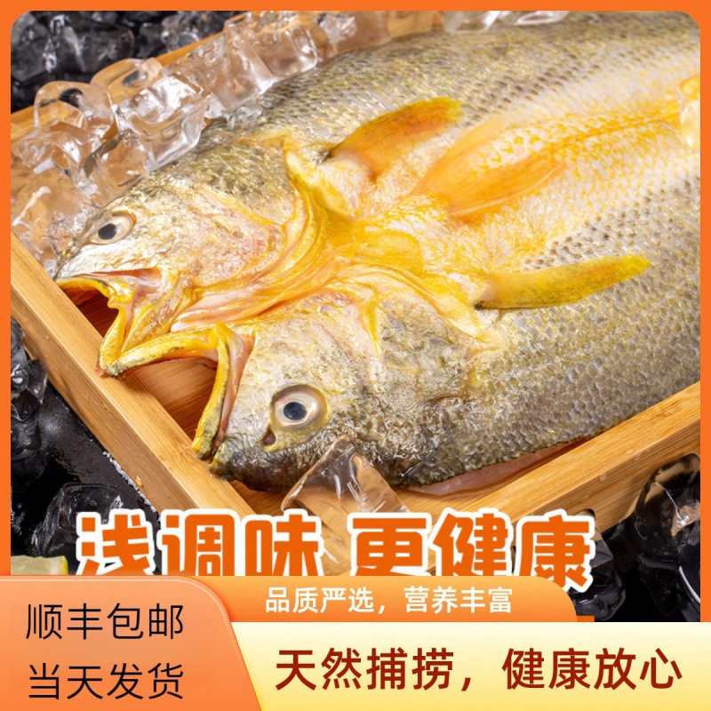 65元750g黄鱼鲞开背新鲜冷冻免杀免洗黄花鱼大黄鱼生鲜深海现捕