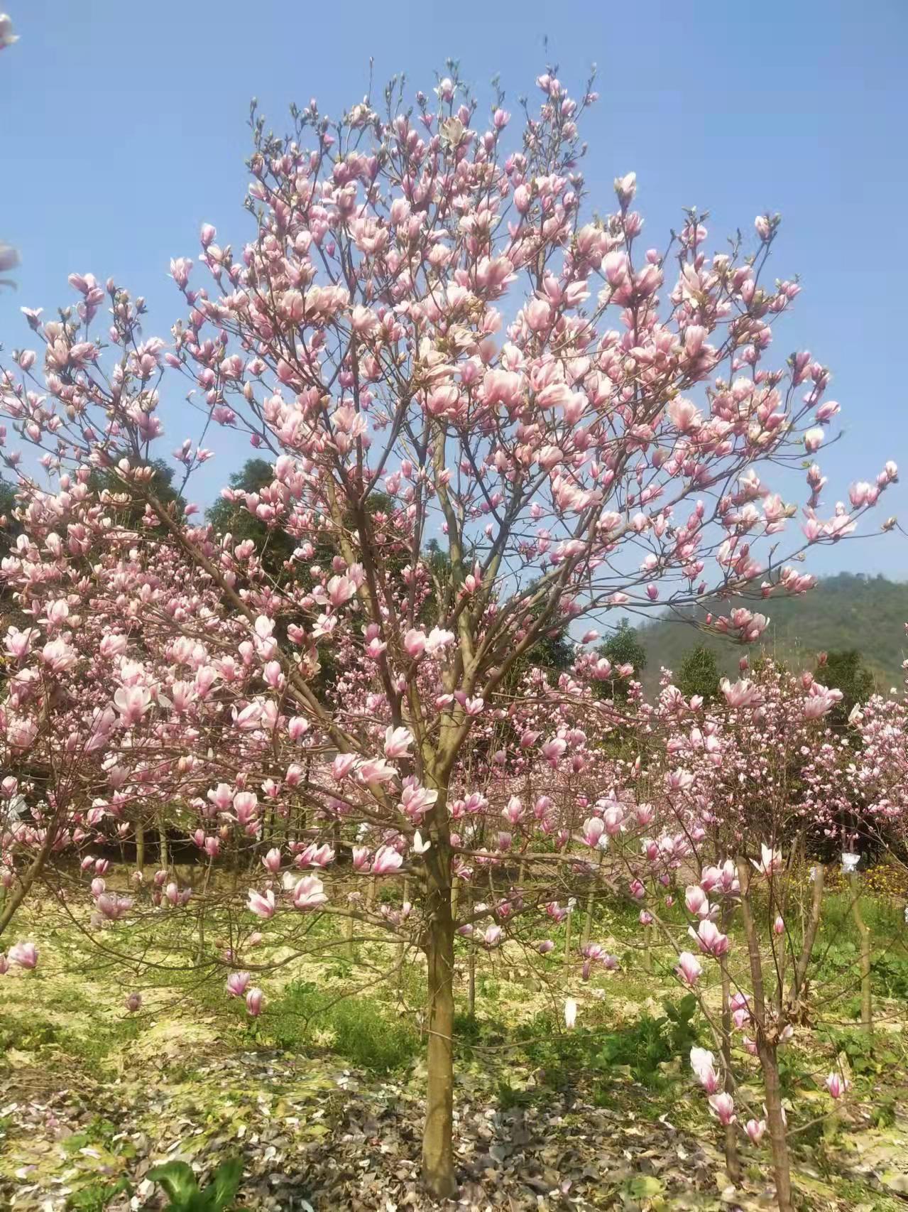 紫玉兰 红花玉兰基地批发 量大从优 品种齐全