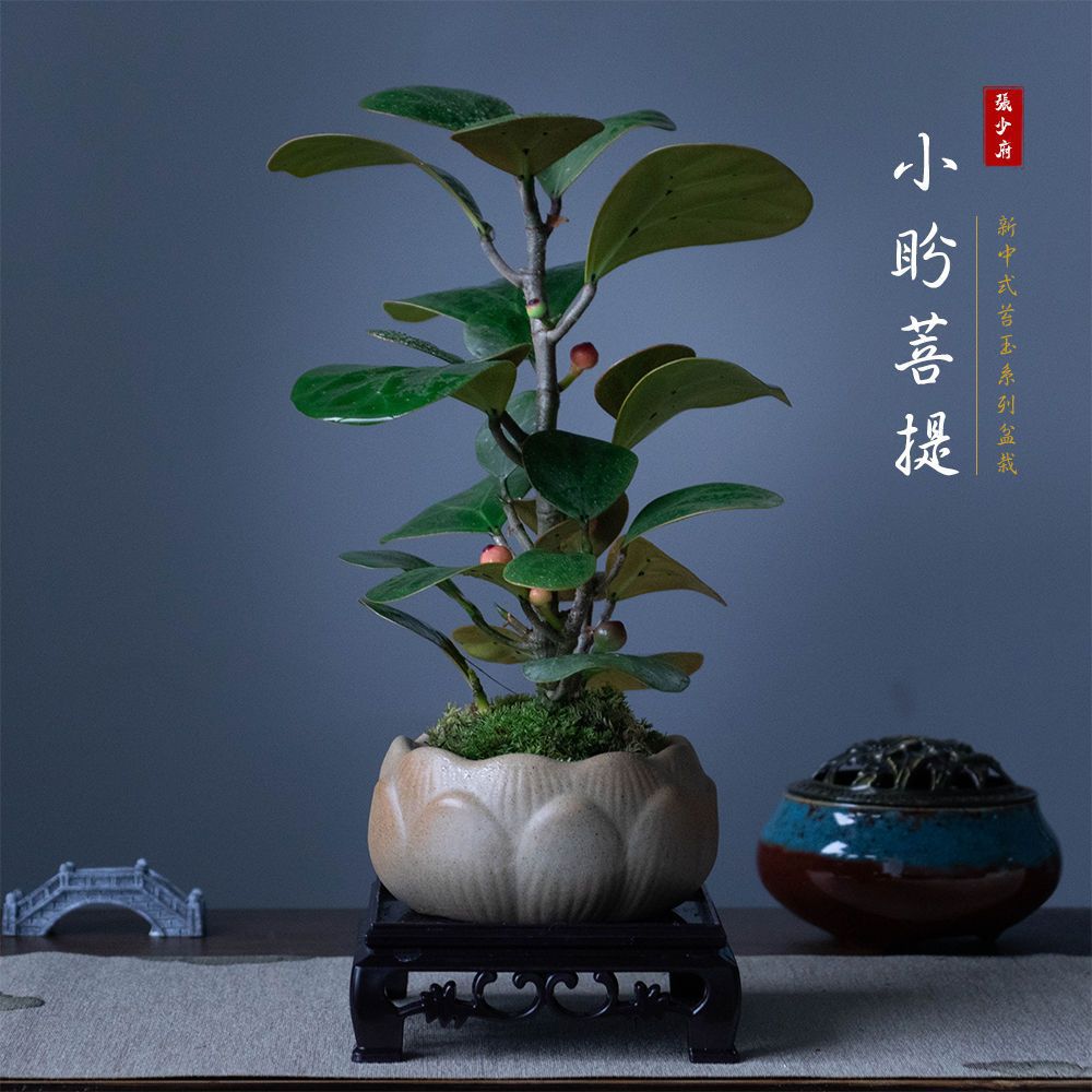 菩提树盆景盆栽植物室内花禅意摆件四季好养客厅办公桌面绿植室内植物