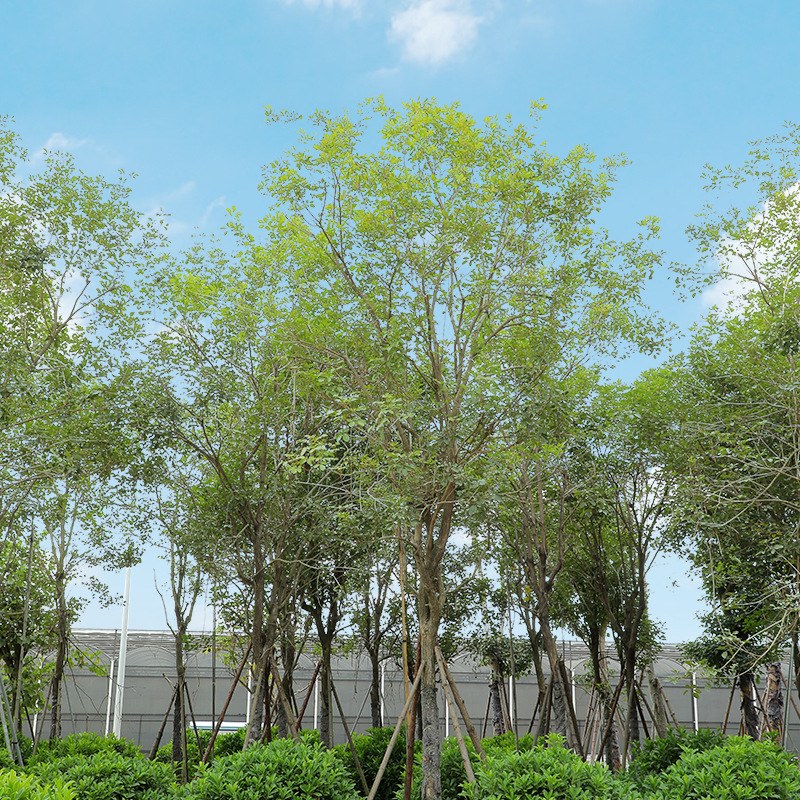 黄花风铃木 公园小区行道观景树 品相良好园林种植绿化基地批发