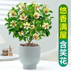 含笑花盆栽树苗四季阳台室外好养开花浓香型庭院易活观花植物盆景