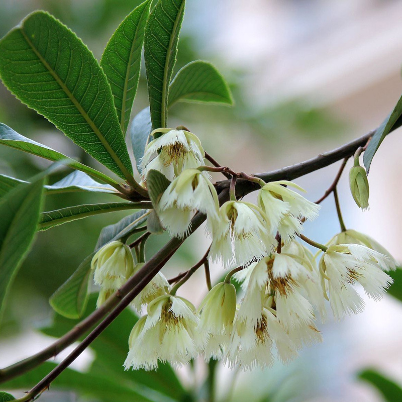 基地发货 水石榕 细叶杜英 小叶杜英 大叶杜英 法国枇杷 绿化报价