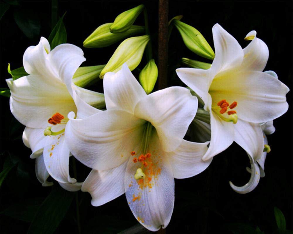 三朵百合花黑色背景白色花卉钻石画