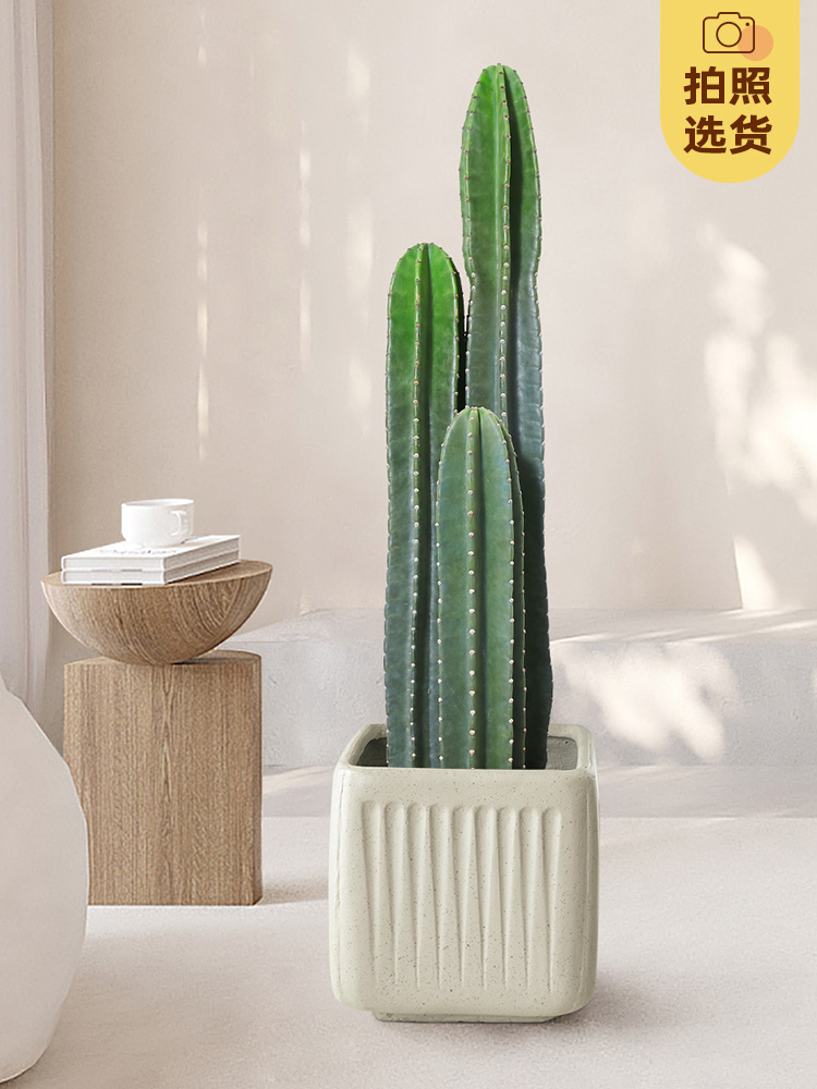 量天尺仙人柱盆栽室内盆栽植物客厅大型绿植北欧办公室仙人掌多肉