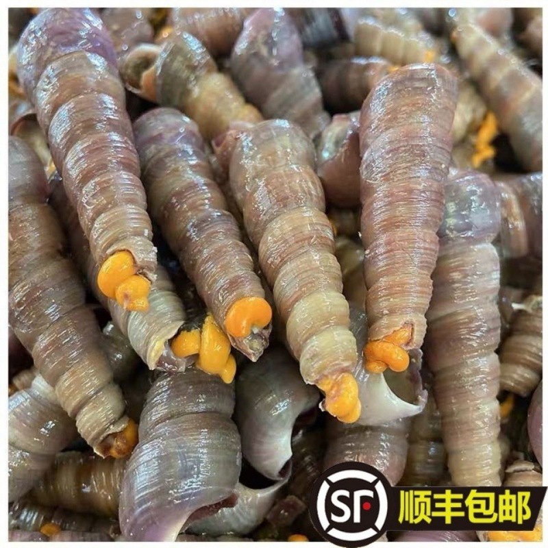 顺丰包邮鲜活钉螺去尾免处理新鲜海螺丝钉螺海鲜水产丁螺-阿里巴巴