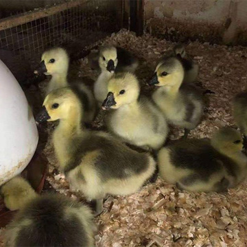 大量狮头鹅苗现货供应狮头鹅成年能长多大亚成年狮头鹅市场价格