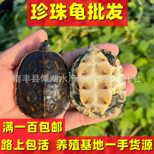 珍珠龟中华花龟活体活物台湾六线草龟放生观赏乌龟苗宠物食用肉龟