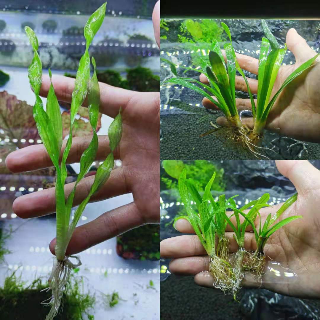 大水兰小水兰扭兰龙舌兰赖养前后景新手鱼缸造景水韭菜包邮真水草