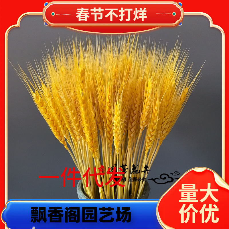 一件代发天然黄金麦穗干花花束开业大麦客厅装饰摆件摆设麦子插花