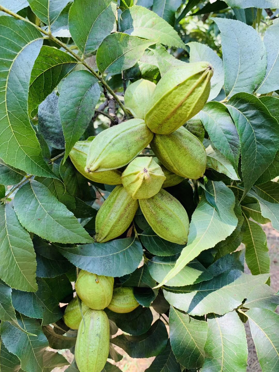 【1年苗】临安宝丰苗场 美国山核桃苗 碧根果长寿果苗 实生苗