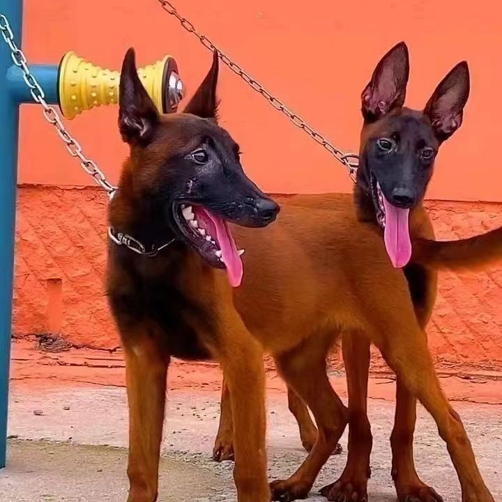 纯种马犬幼犬活体看家护院犬爆红黑红黄马犬护卫犬宠物狗幼崽