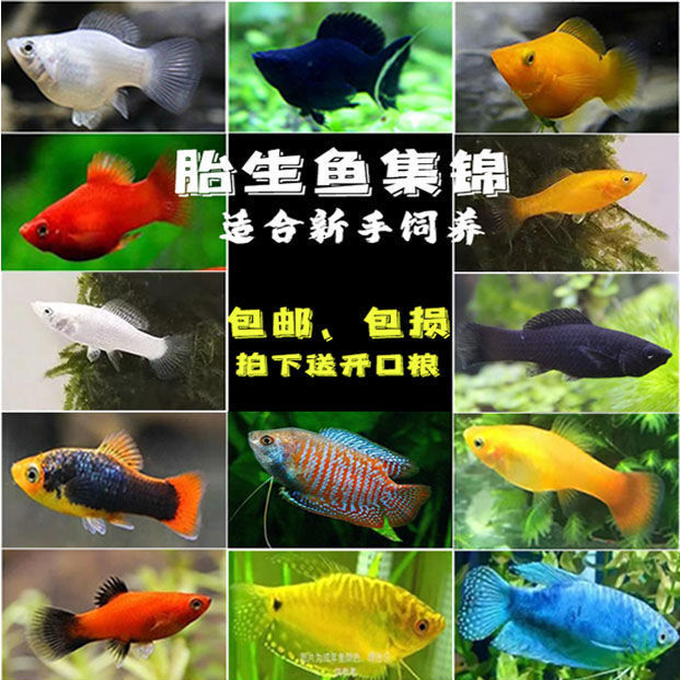 热带鱼玛丽鱼胎生鱼观赏鱼皮球鱼活体淡水繁殖鱼小鱼丽